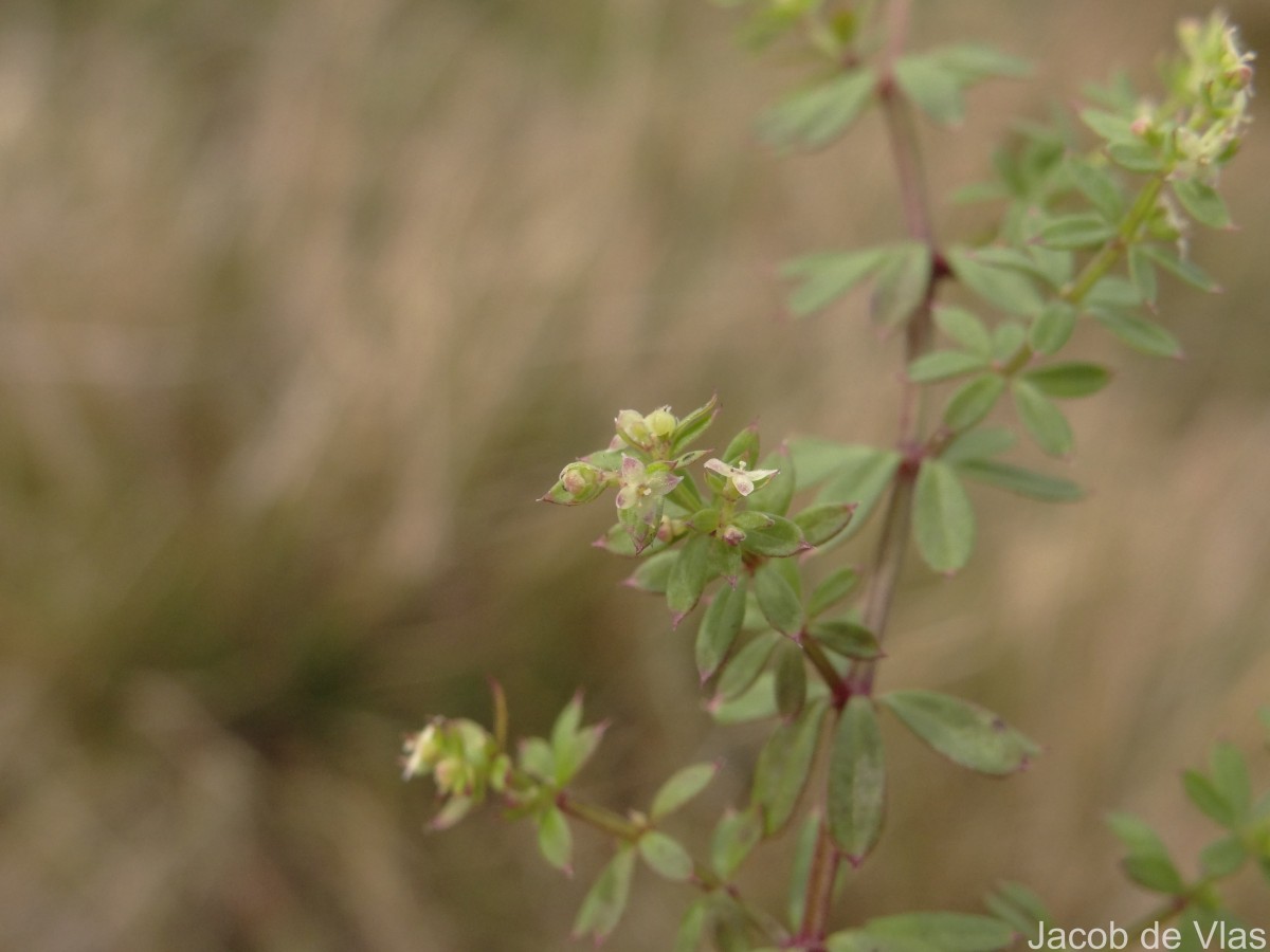 Galium asperifolium Wall.